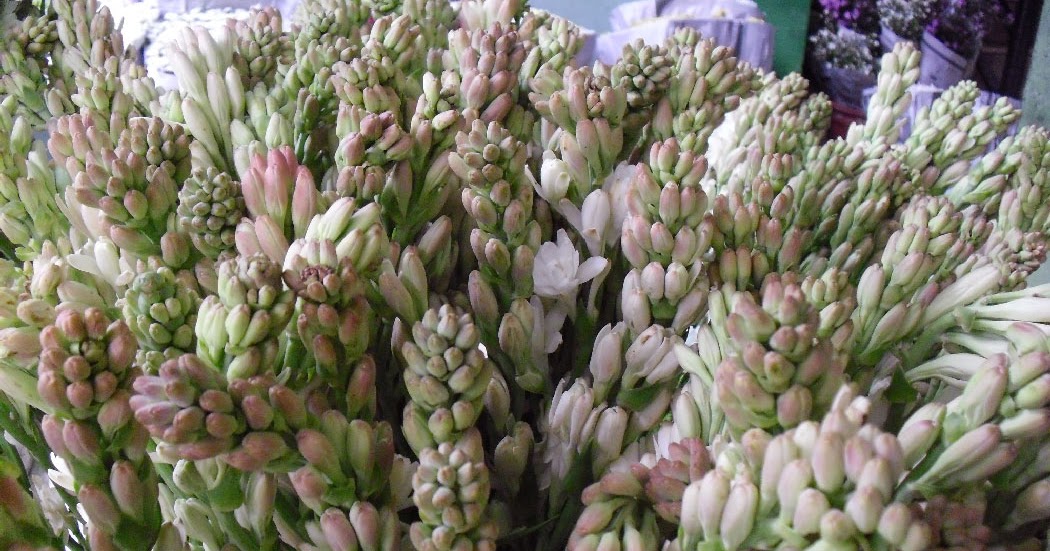 Attachment for Petualangan Aroma Tuberose: Rahasia Bunga Sedap Malam yang Mahal dan Mysterious