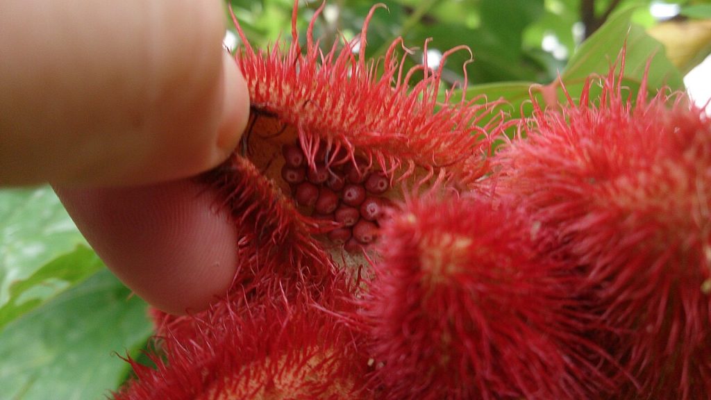 tanaman buah kesumba Annatto_(Bixa_orellana) | wikimedia commons