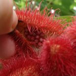 tanaman buah kesumba Annatto_(Bixa_orellana) | wikimedia commons