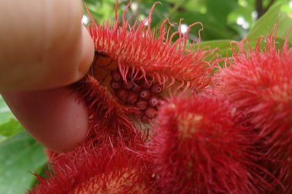 tanaman buah kesumba Annatto_(Bixa_orellana) | wikimedia commons