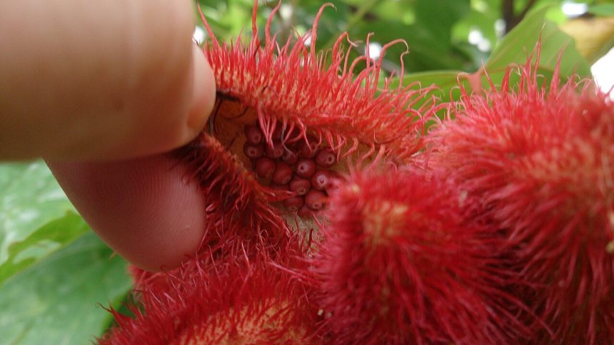 tanaman buah kesumba Annatto_(Bixa_orellana) | wikimedia commons