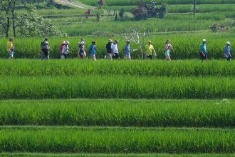 Attachment for Sawah Menyempit, Restoran Beton di Subak Jatiluwih Ditutup