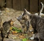 Attachment for Destinasi wisata kucing terbaik di Asia untuk para pecinta kucing