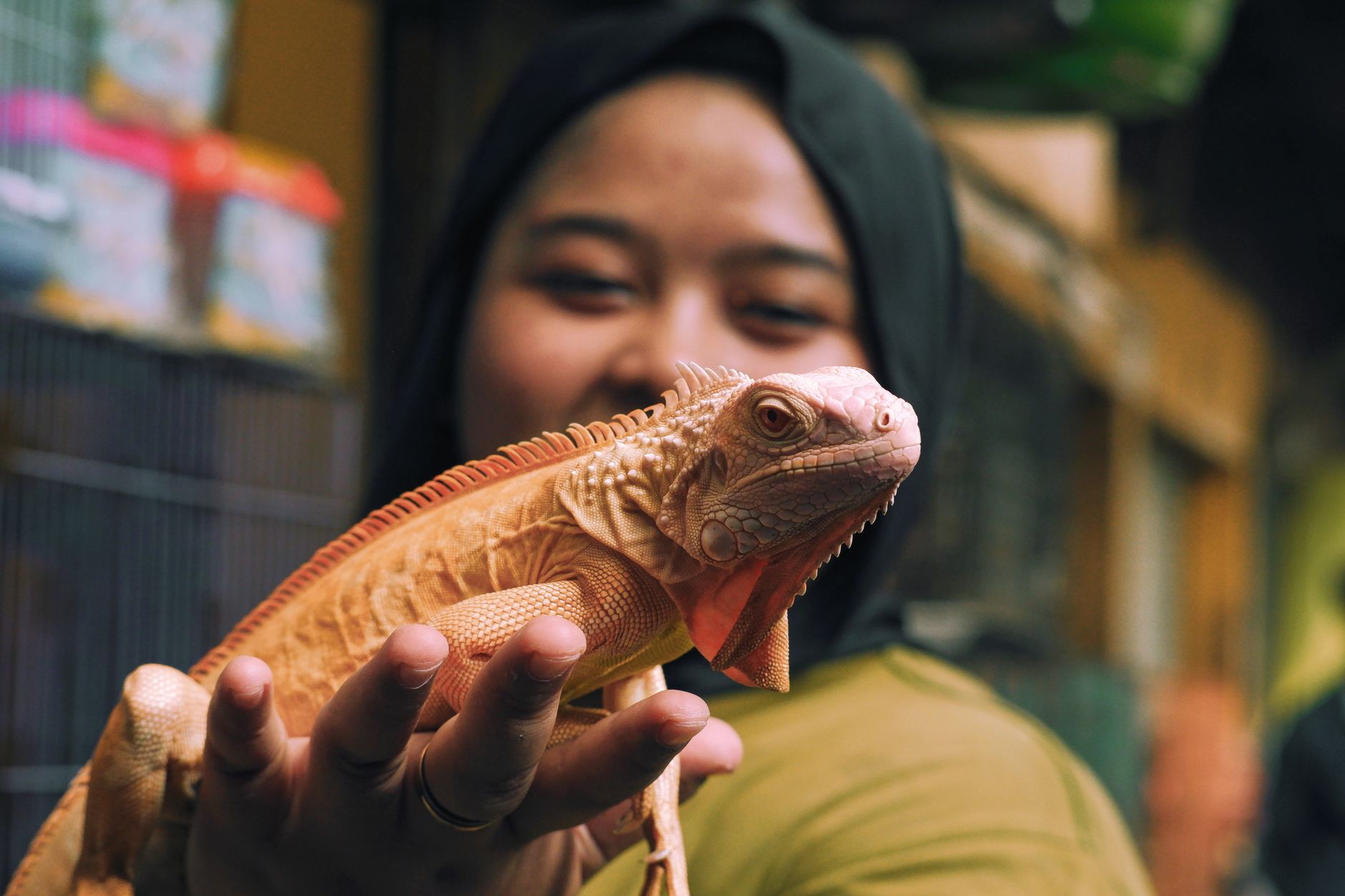 Sah! Faunaland Ancol Resmi Kelola Bandung Zoo, Pemkot Pilih dari Tiga Kandidat pexels photo 37785424